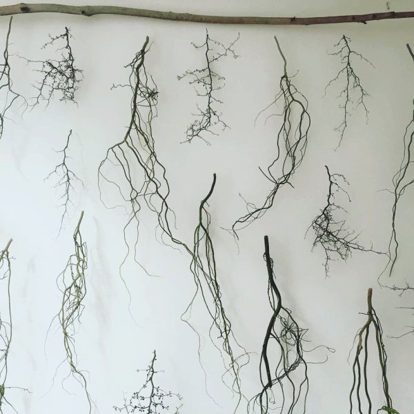 13178628_10153924104079902_4009955820986277088_n_339173a2-dc34-4d95-84a3-c5f75c98a732_1024x1024